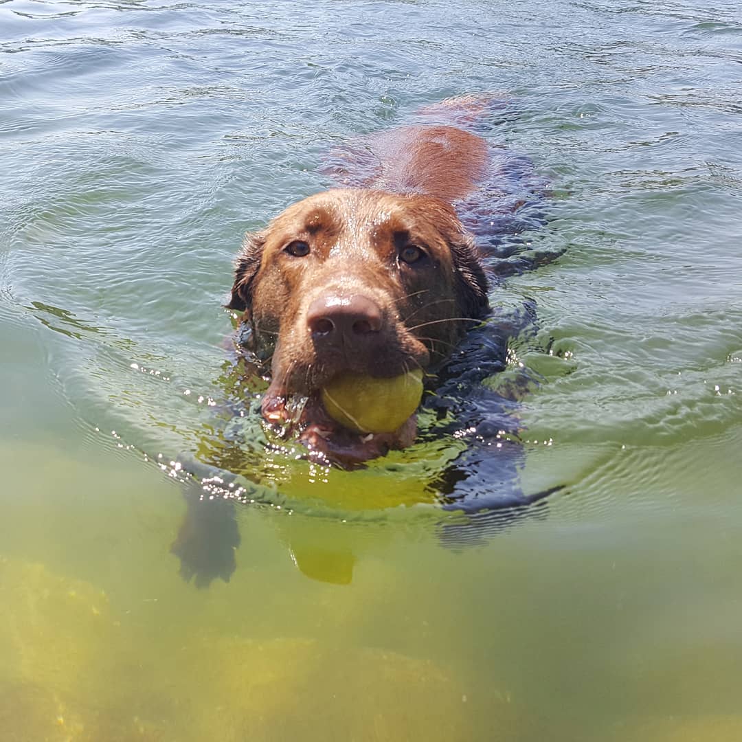 Wasserratte 
#sommer #swimming #brownlab #labradorlove #wasser #donauinsel #apportieren #dogsofinstagram #dogblogger #swimmingdog