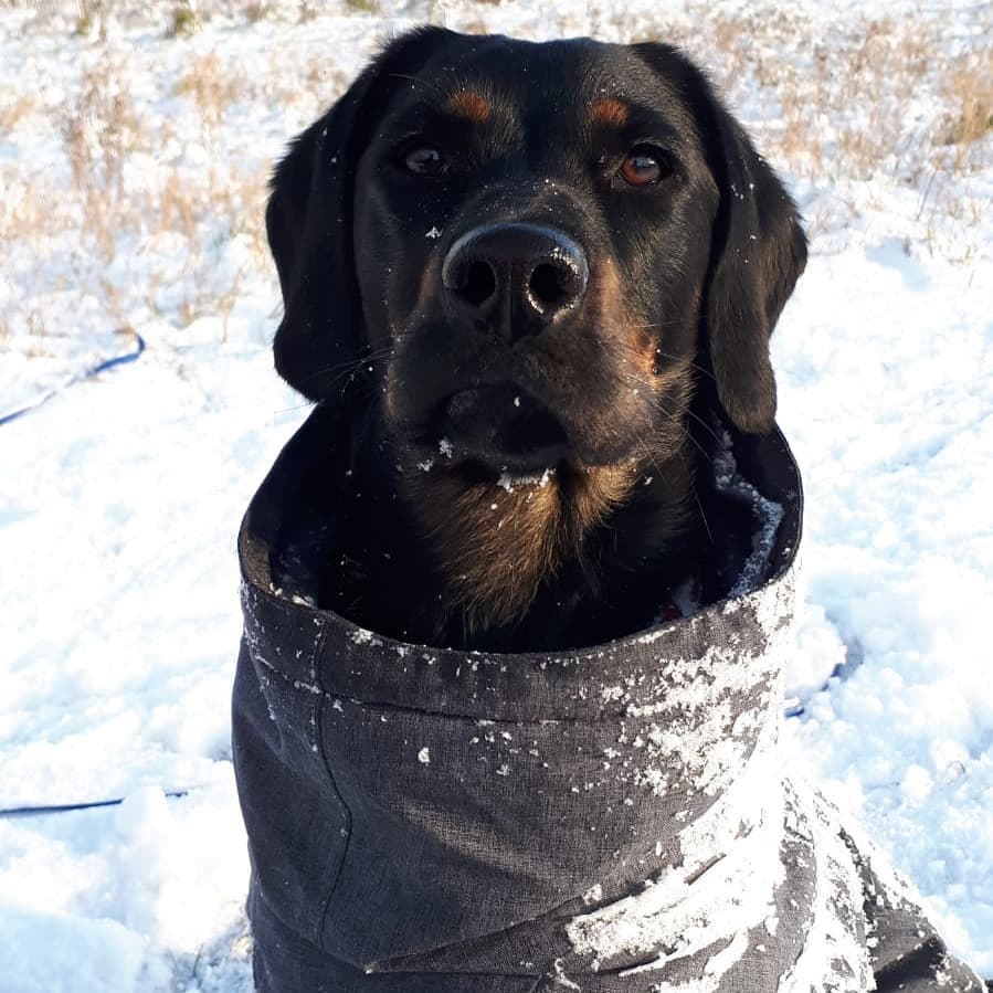 Große Schneeliebe ❄♥️
.
.
.
.
.
#dogsofinstagram #stadthund #viennacitydog #tierschutzhund #animalhopenitra #bestdogintheworld #schneeliebe #wintertime #mischlingshund #esschneit
