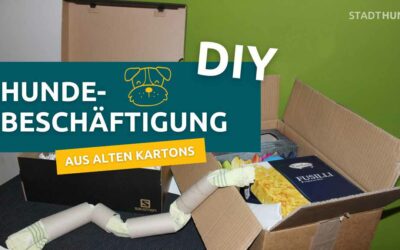 Indoor Beschäftigung für Hunde aus alten Kartons