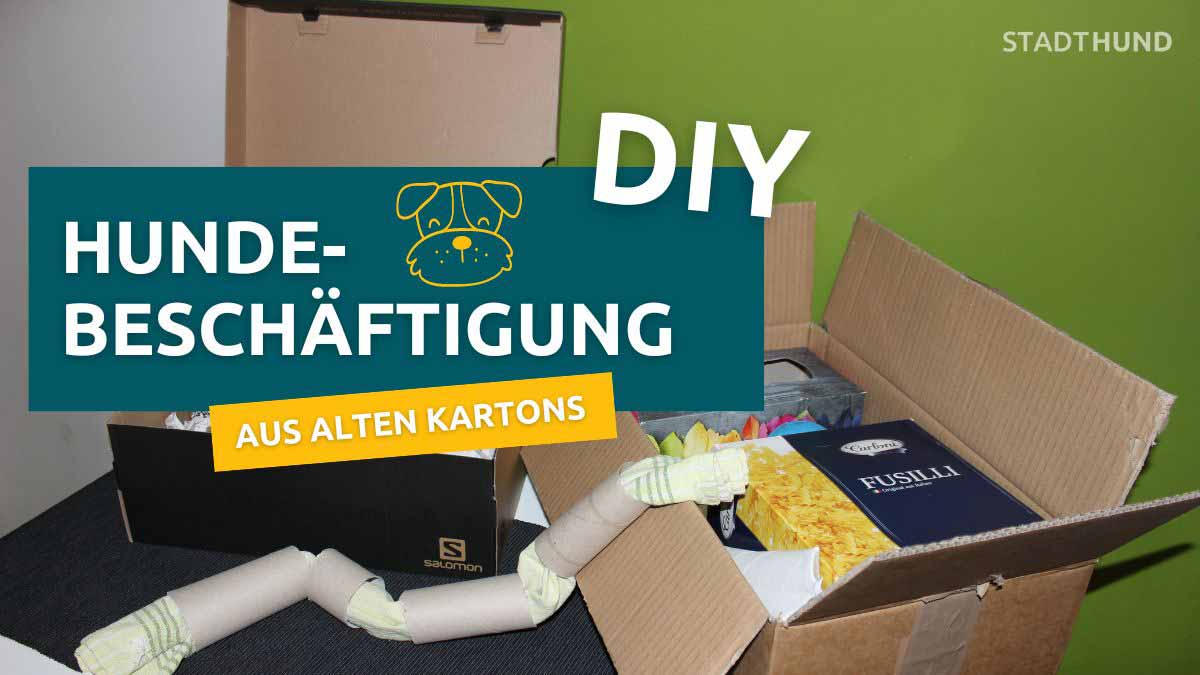 Indoor Beschäftigung für Hunde aus alten Kartons