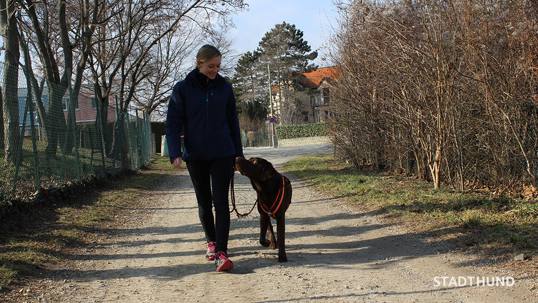 Hund und Frau gehen nebeneinander