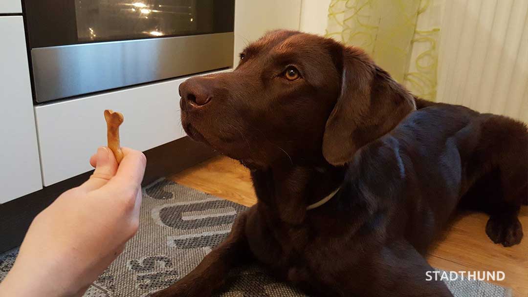 Labrador verkostet selbstgebackenen Keks in Knochenform