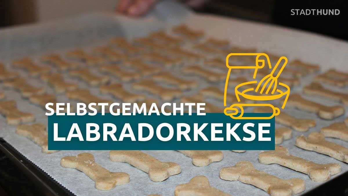 Selbstgebackene Labradorkekse