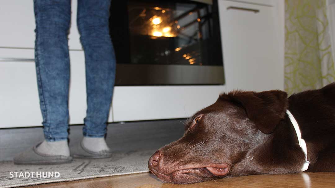 Hund schläft während dem Keksebacken