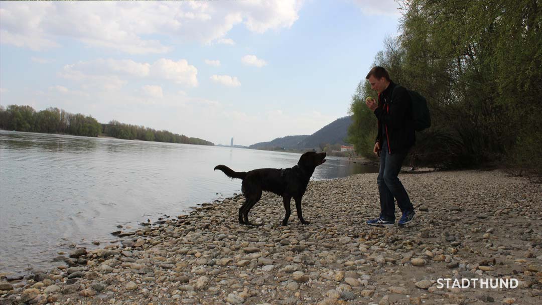 Mensch und Hund ballspielend am Fluss