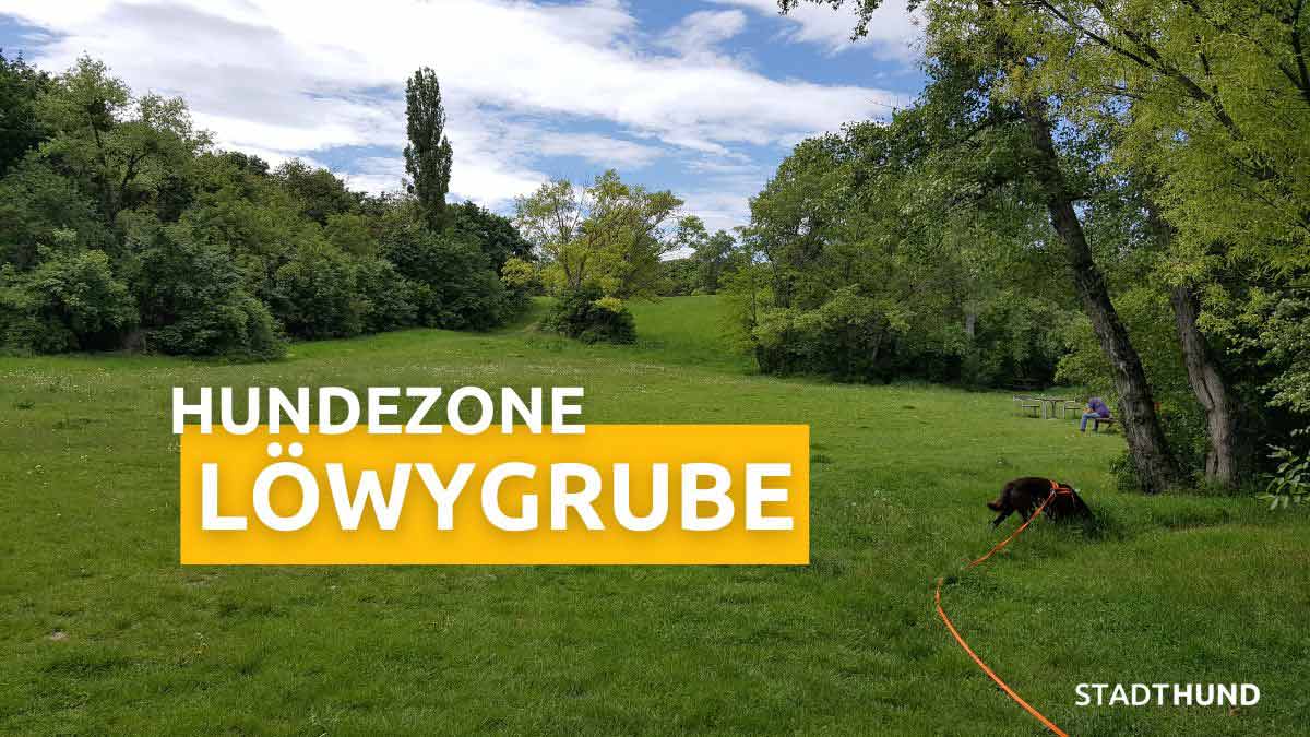 Labrador in der Hundezone Löwygrube in Favoriten