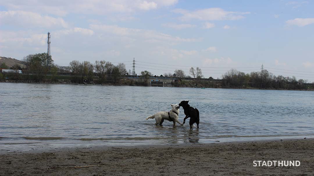 Hundespiel im Wasser auf der Pionierinsel