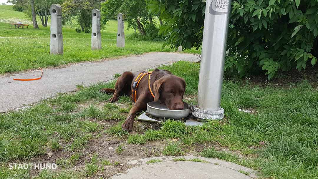 Labrador liegt in Trinkbrunnen