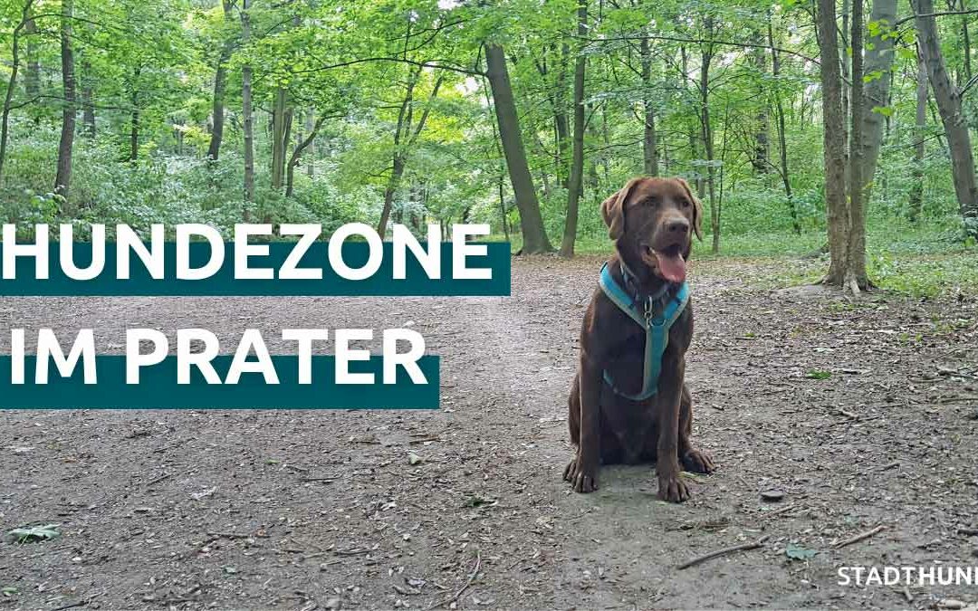 Ausflugsziel Hundezone Prater