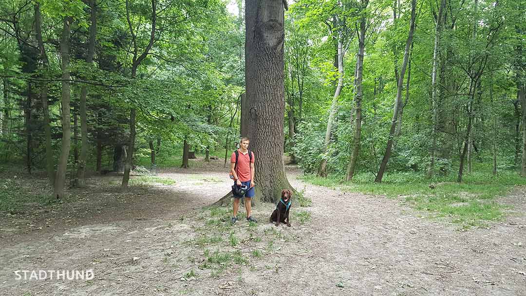 Labrador posiert in der Hundezone Prater