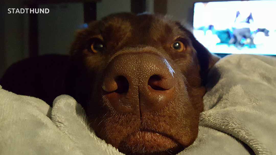 Nase von Labrador