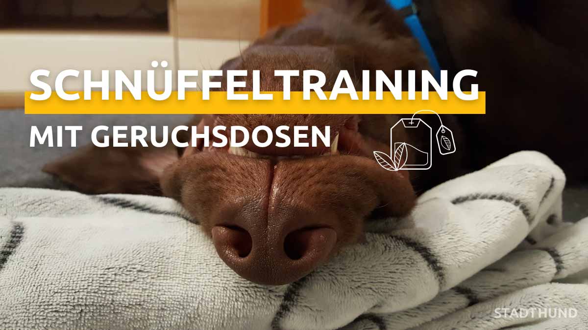 Schnüffeltraining mit Geruchsdosen