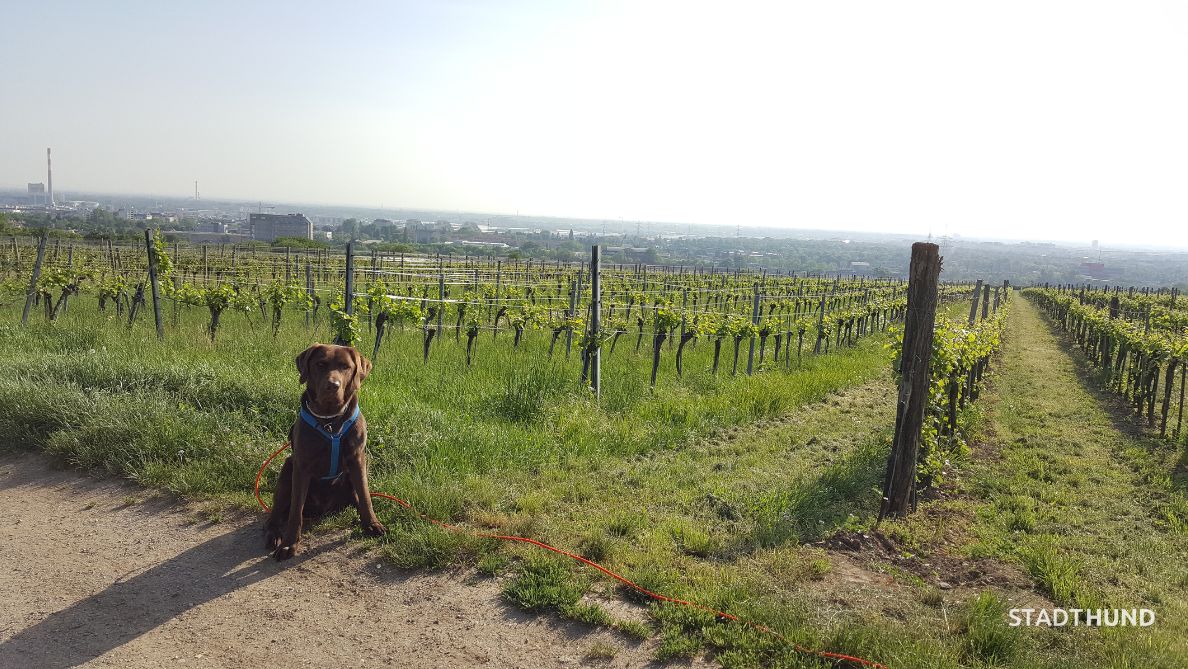 Ausblick über Wien in den Weinbergen Oberlaa von Stadthund
