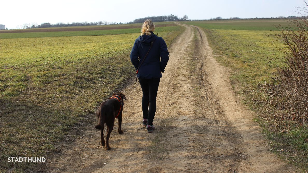 Spaziergang mit Jamie in Oberlaa von Stadthund