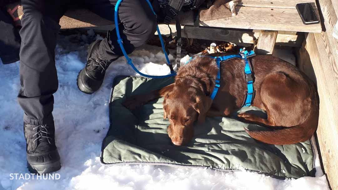 Labrador macht Deckentraining auf dem Berg