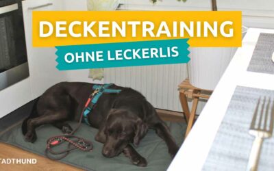 Deckentraining ohne Leckerlis