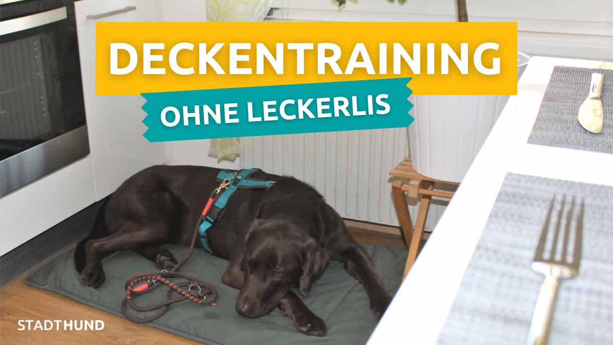 Labrador macht Deckentraining beim Essen