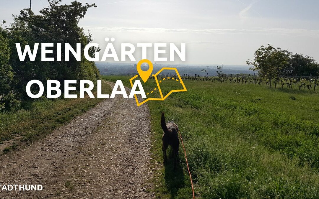 Ausflugsziel Weingärten Oberlaa
