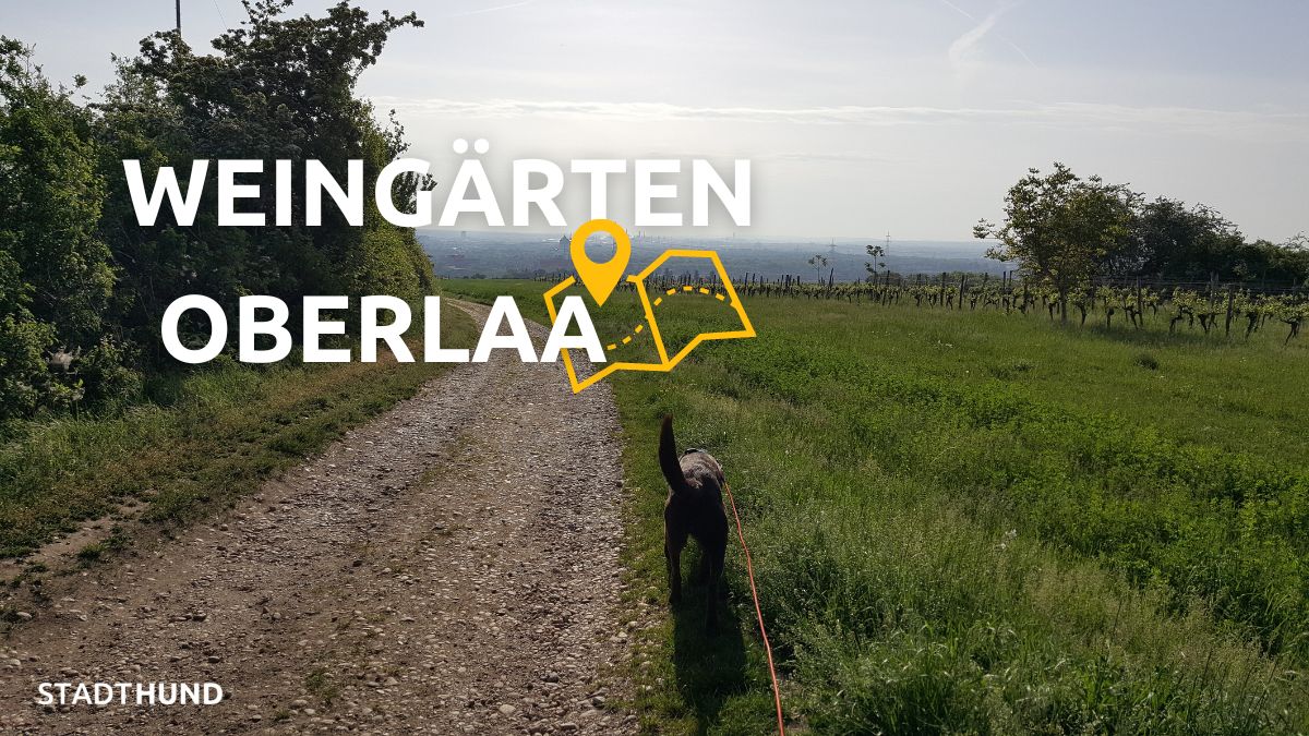 Spaziergang mit Jamie in den Weingärten Oberlaa von Stadthund