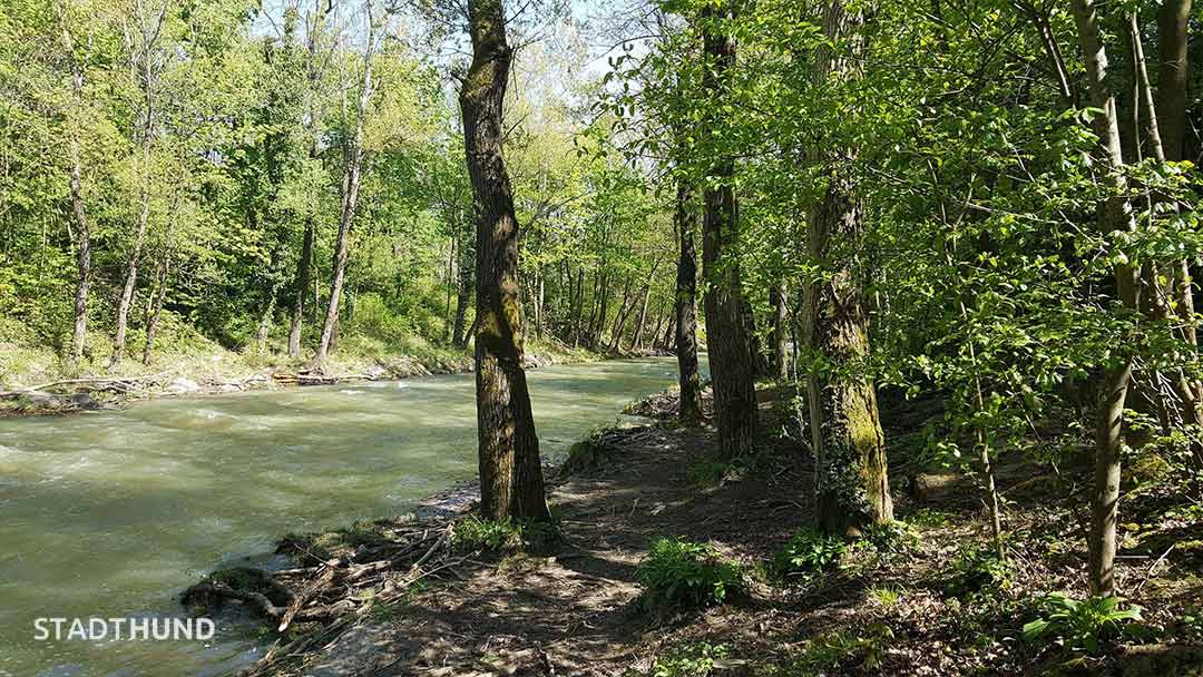 Fluss in der Hundezone Helenental bei Baden