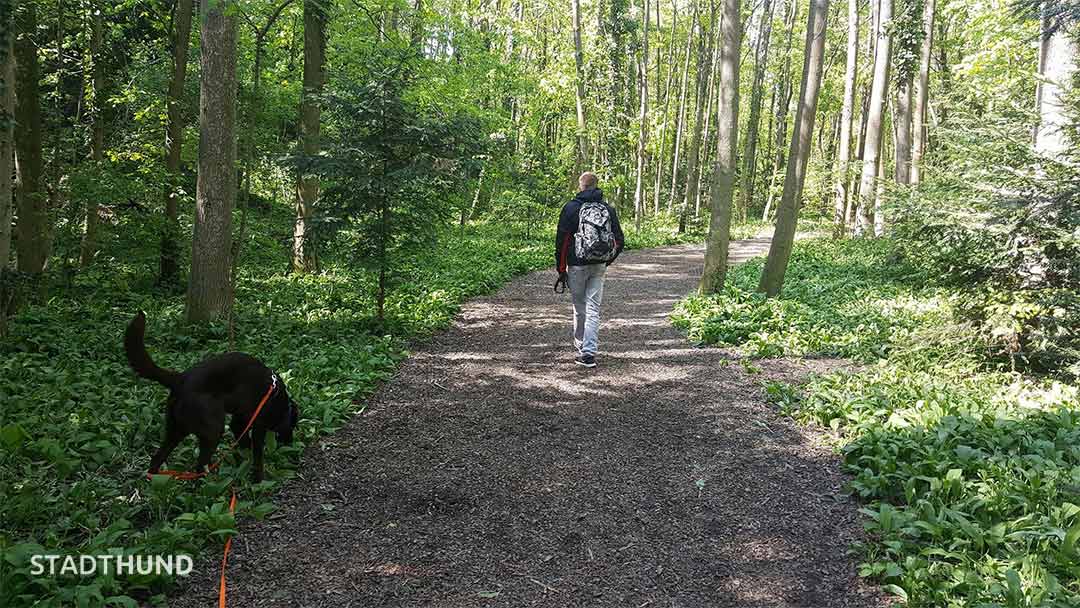 Spaziergang durch den Wald in der Hundezone Helenental