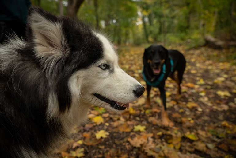 Husky Hündin Luna beim Social Walk